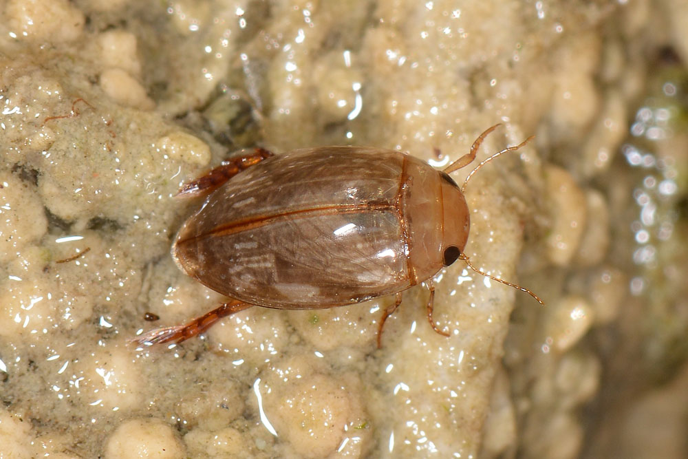 Dytiscidae: Laccophilus cfr.  hyalinus